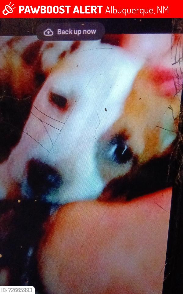 Lost Female Dog last seen 4th and Cromwell , Albuquerque, NM 87102