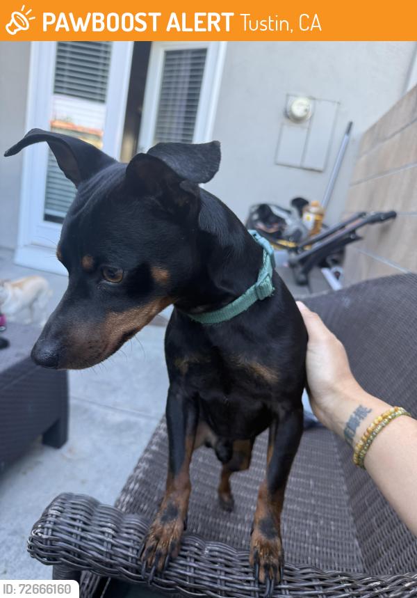 Found/Stray Male Dog last seen Mitc Ave and Brittany Woods St, Tustin, CA 92780