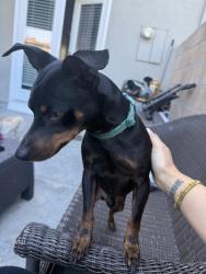 Found/Stray Male Dog last seen Mitc Ave and Brittany Woods St, Tustin, CA 92780