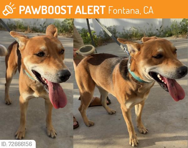 Found/Stray Male Dog last seen Near Sierra Ave Fontana, CA  92336, Fontana, CA 92336