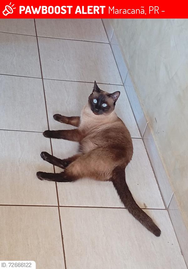 Lost Male Cat last seen Céu belas artes , Maracanã, PR 83408-480