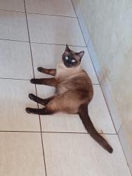 Lost Male Cat last seen Céu belas artes , Maracanã, PR 83408-480