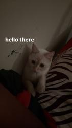 Lost Female Cat last seen gertrude brown pl, Minneapolis, MN 55411