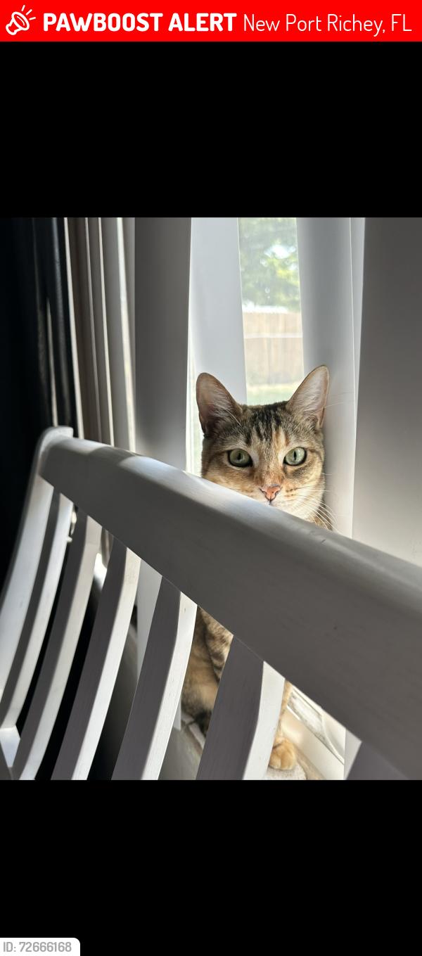 Lost Female Cat last seen Trouble creek and Nimmer Dr , New Port Richey, FL 34652