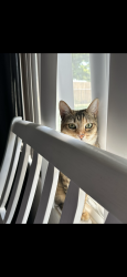 Lost Female Cat last seen Trouble creek and Nimmer Dr , New Port Richey, FL 34652