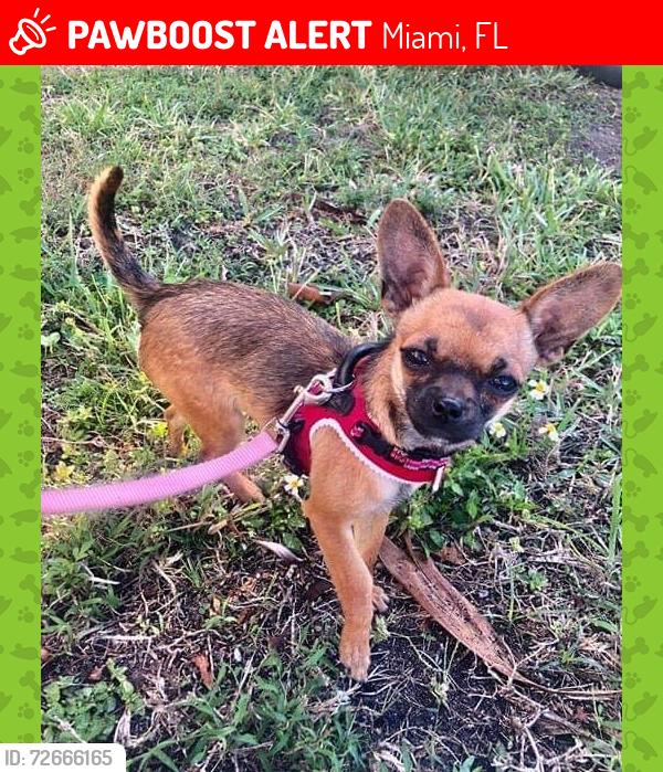 Lost Female Dog last seen 11ST, Miami, FL 33135