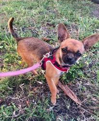 Lost Female Dog last seen 11ST, Miami, FL 33135