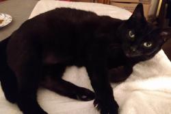 Lost Female Cat last seen MLK Jr Drive , Winder, GA 30680