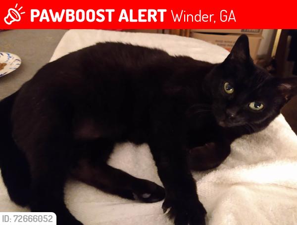 Lost Female Cat last seen MLK Jr Drive , Winder, GA 30680