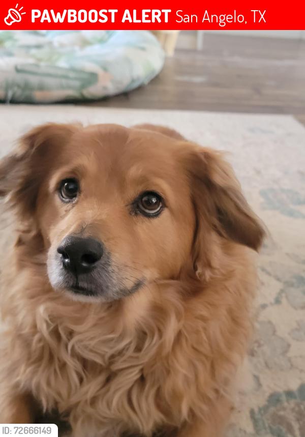 Lost Male Dog last seen Between Hobby Lobby and the Unidad Dog Park, San Angelo, TX 76904