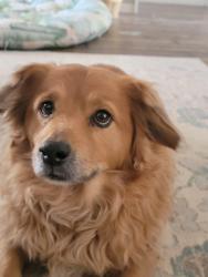 Lost Male Dog last seen Between Hobby Lobby and the Unidad Dog Park, San Angelo, TX 76904