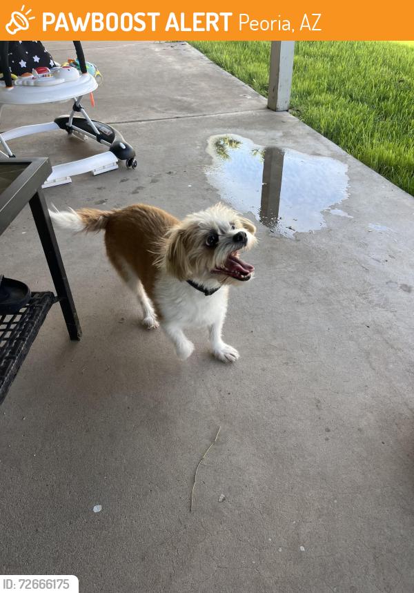 Found/Stray Male Dog last seen 71st and Mountain View , Peoria, AZ 85345