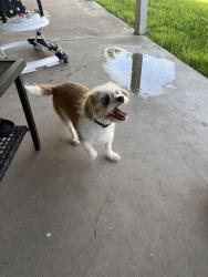 Found/Stray Male Dog last seen 71st and Mountain View , Peoria, AZ 85345