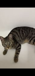 Lost Male Cat last seen Gustavo / jamacha , El Cajon, CA 92019