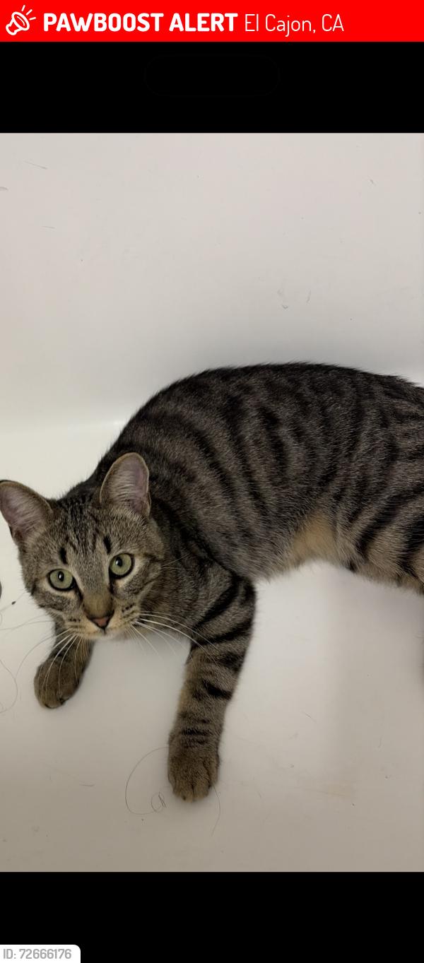 Lost Male Cat last seen Gustavo / jamacha , El Cajon, CA 92019