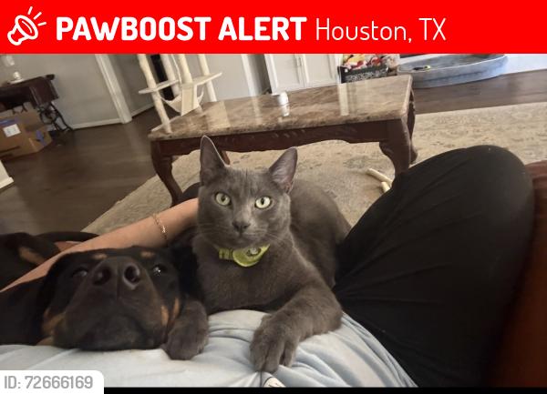 Lost Male Cat last seen Near golden leaf near greenbelt entrance, Houston, TX 77339