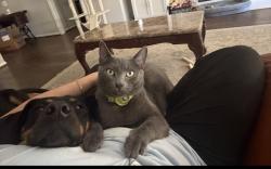 Lost Male Cat last seen Near golden leaf near greenbelt entrance, Houston, TX 77339