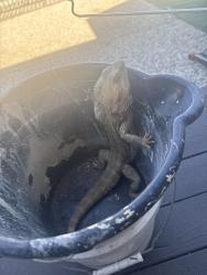 Found/Stray Unknown Reptile last seen Near ghormley ave, Oakland, CA 94603