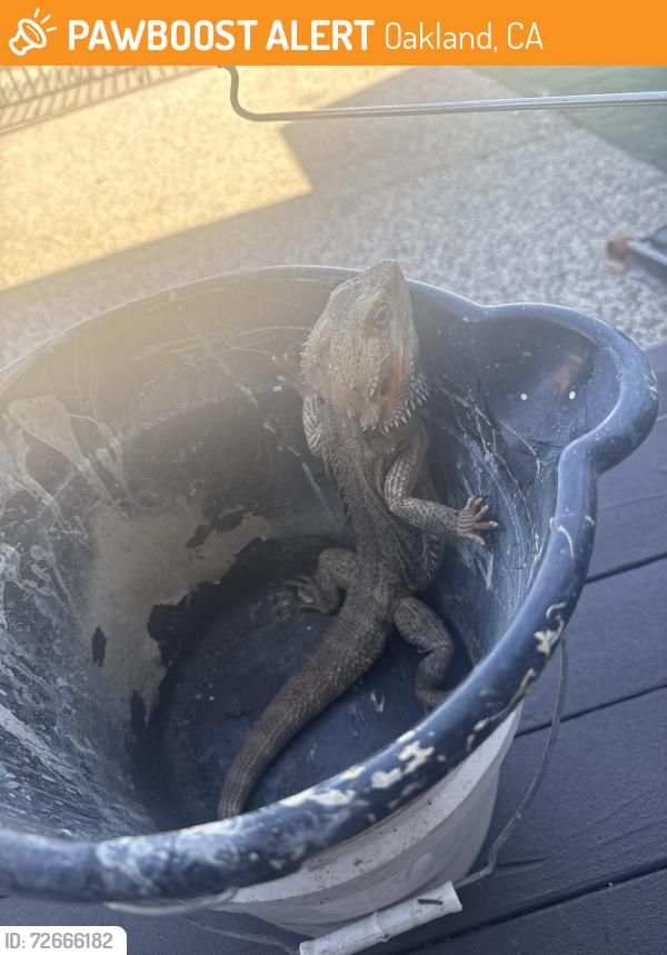 Found/Stray Unknown Reptile last seen Near ghormley ave, Oakland, CA 94603