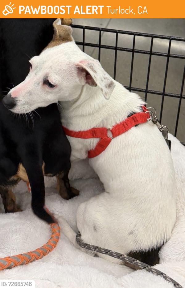 Found/Stray Female Dog last seen Near s center st Turlock CA, Turlock, CA 95380