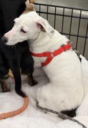 Found/Stray Female Dog last seen Near s center st Turlock CA, Turlock, CA 95380
