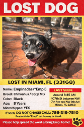 Lost Male Dog last seen 7th Ave, 8th Ave , Miami, FL 33168