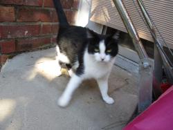 Found/Stray Female Cat last seen La patera lane, Goleta, CA 93117