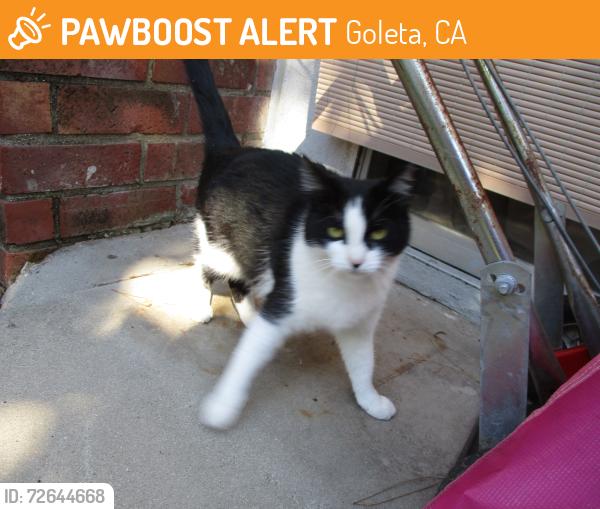 Found/Stray Female Cat last seen La patera lane, Goleta, CA 93117