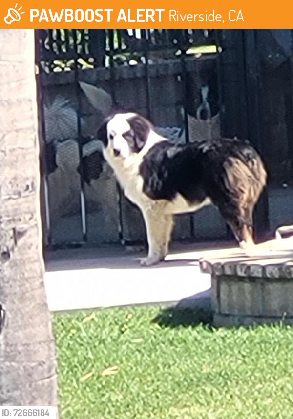 Found/Stray Unknown Dog last seen Near gillam street/rorimer st, Riverside, CA 92509