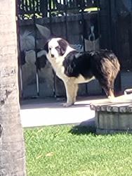 Found/Stray Unknown Dog last seen Near gillam street/rorimer st, Riverside, CA 92509