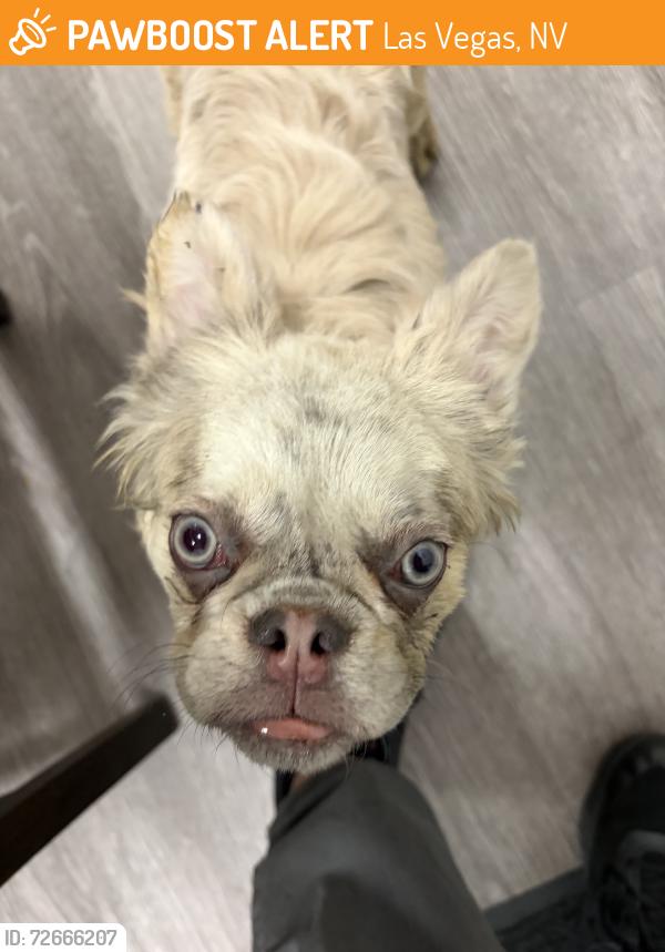 Found/Stray Unknown Dog last seen Dean martin and warm springs, Las Vegas, NV 89139