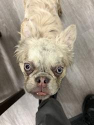 Found/Stray Unknown Dog last seen Dean martin and warm springs, Las Vegas, NV 89139