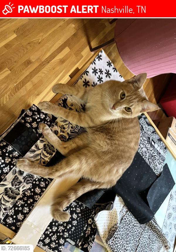 Lost Male Cat last seen Willow creek, Nashville, TN 37221