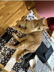 Lost Male Cat last seen Willow creek, Nashville, TN 37221