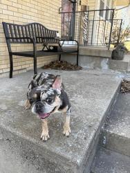 Found/Stray Male Dog last seen Pleasant and Lea, Lee's Summit, MO 64081