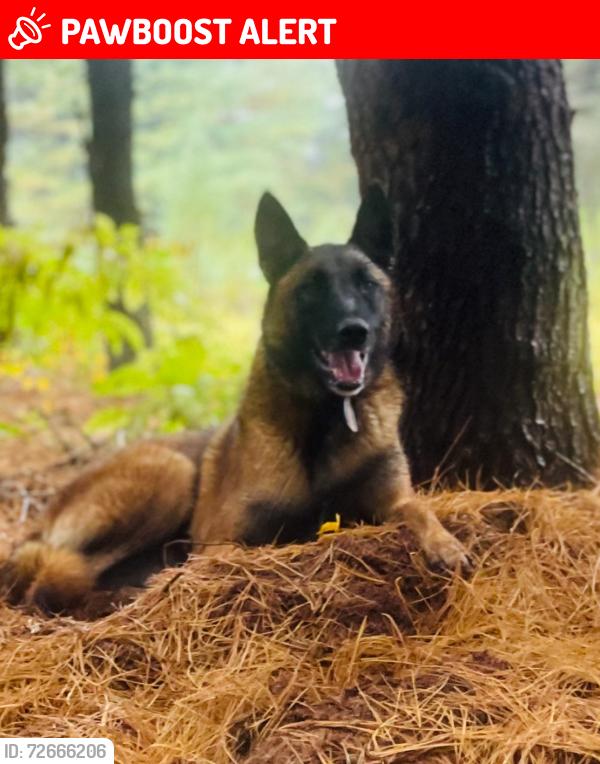 Lost Male Dog last seen Six Mile Run Somerset NJ, Somerset County, NJ 08844