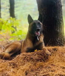 Lost Male Dog last seen Six Mile Run Somerset NJ, Somerset County, NJ 08844