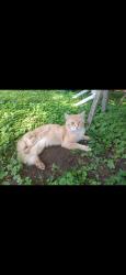 Lost Male Cat last seen Near Linville st , Kernersville, NC 27284