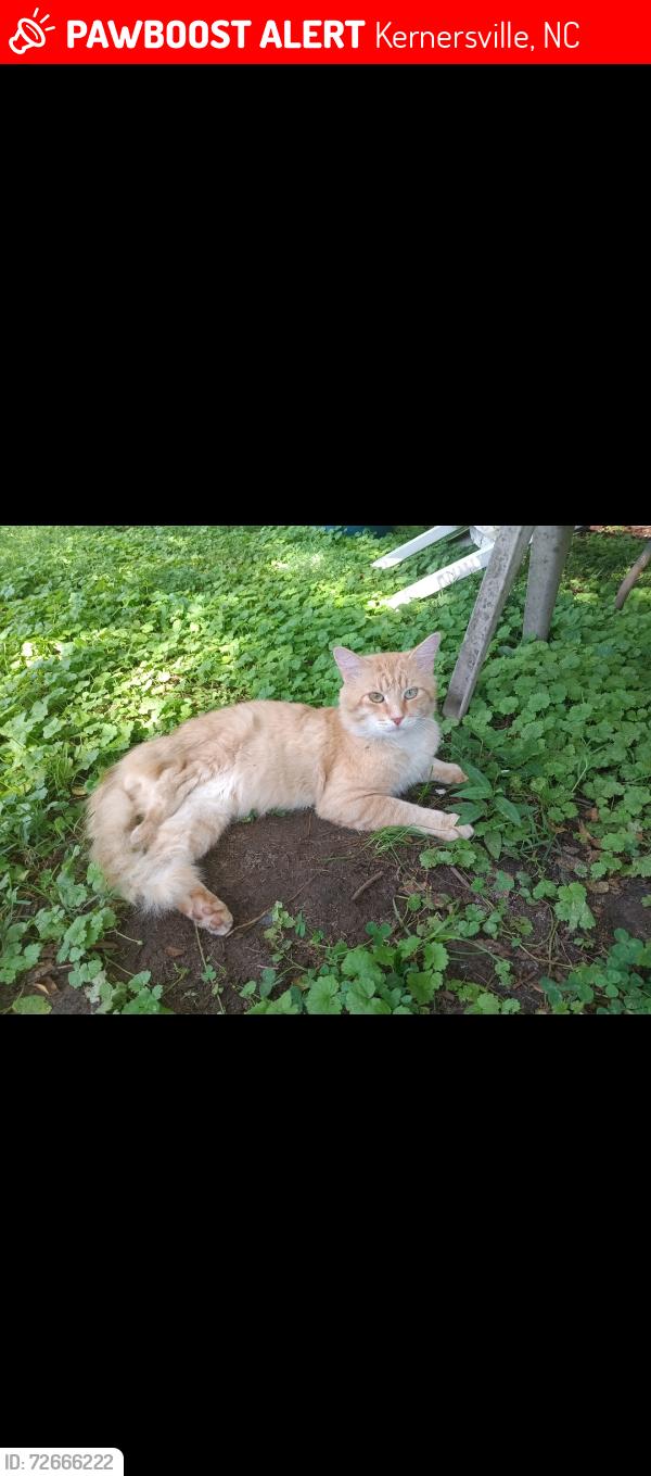 Lost Male Cat last seen Near Linville st , Kernersville, NC 27284