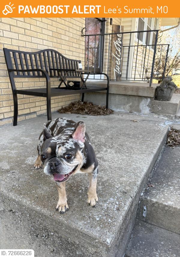Found/Stray Male Dog last seen Pleasant and Lea, Lee's Summit, MO 64081
