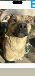 Lost Male Dog last seen Gordan smith, Peregrine way, Taft pl, Hamilton, OH 45013