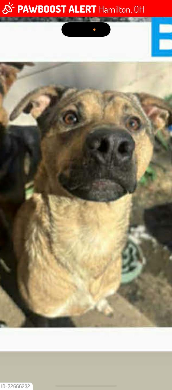 Lost Male Dog last seen Gordan smith, Peregrine way, Taft pl, Hamilton, OH 45013