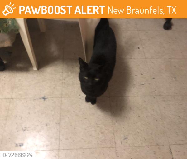 Found/Stray Male Cat last seen Glenbrook Drive, New Braunfels, TX 78130