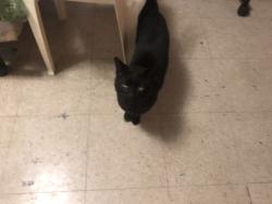 Found/Stray Male Cat last seen Glenbrook Drive, New Braunfels, TX 78130