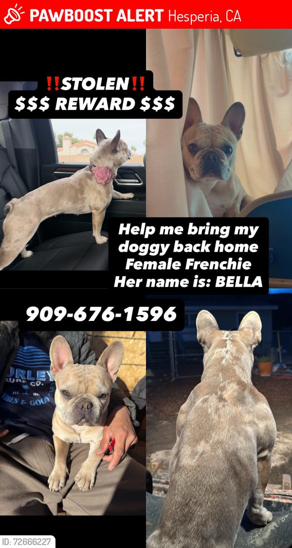 Lost Female Dog last seen Highway 138, Hesperia, CA 92345