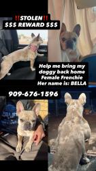 Lost Female Dog last seen Highway 138, Hesperia, CA 92345