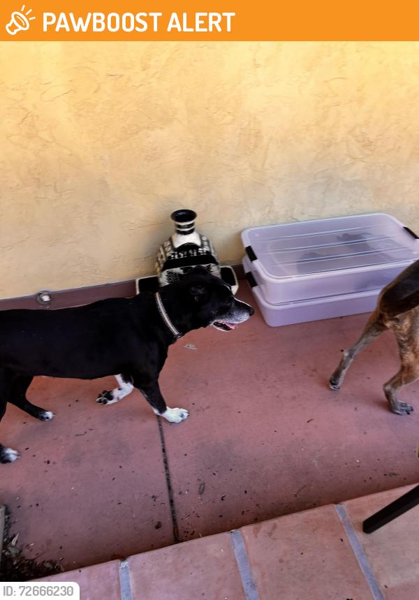 Found/Stray Male Dog last seen Beal Parkway , Fort Walton Beach, FL 32547