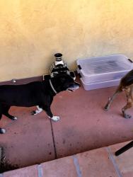 Found/Stray Male Dog last seen Beal Parkway , Fort Walton Beach, FL 32547