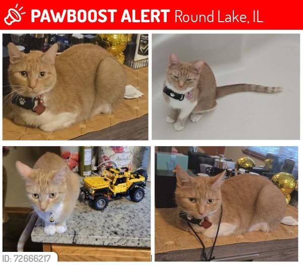 Lost Female Cat last seen N Inverness Ct / Durham Lane, Round Lake, IL 60073