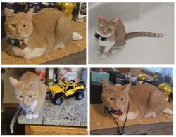 Lost Female Cat last seen N Inverness Ct / Durham Lane, Round Lake, IL 60073